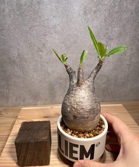パキポディウム グラキリス　Pachypodium gracilius 　発根済　(商品番号gk-65valiem)  VALIEM 　(VALIEMタグ付き)