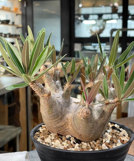 パキポディウム グラキリス　Pachypodium gracilius 　発根済　(gk-572)