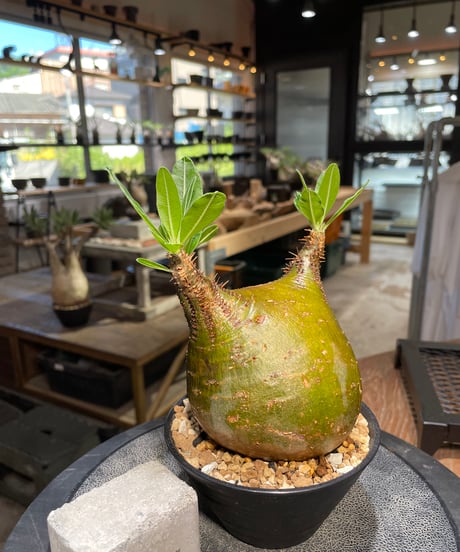 パキポディウム グラキリス　Pachypodium gracilius 　発根済　(gk-511）