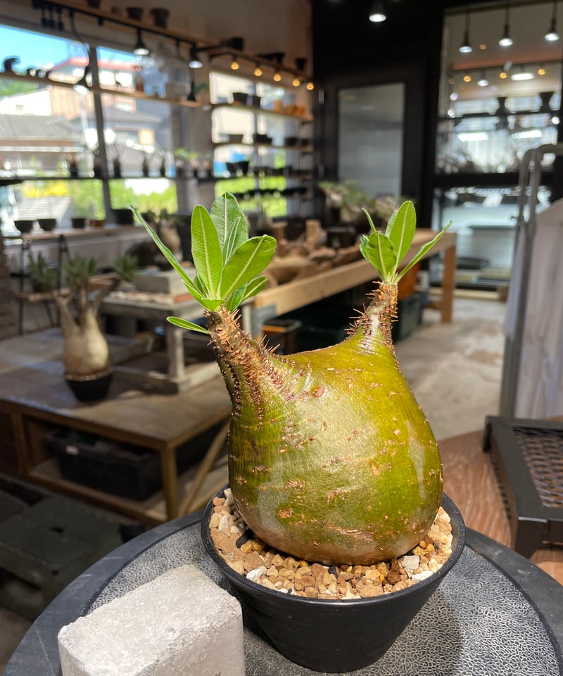 Ｕ-san専用　パキポディウム　グラキリス パキポディウム グラキリス Pachypodium gracilius 発根済 (gk-51
