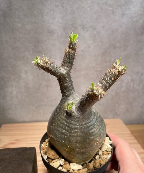 パキポディウム グラキリス　Pachypodium gracilius 　発根済　(商品番号gk-47)