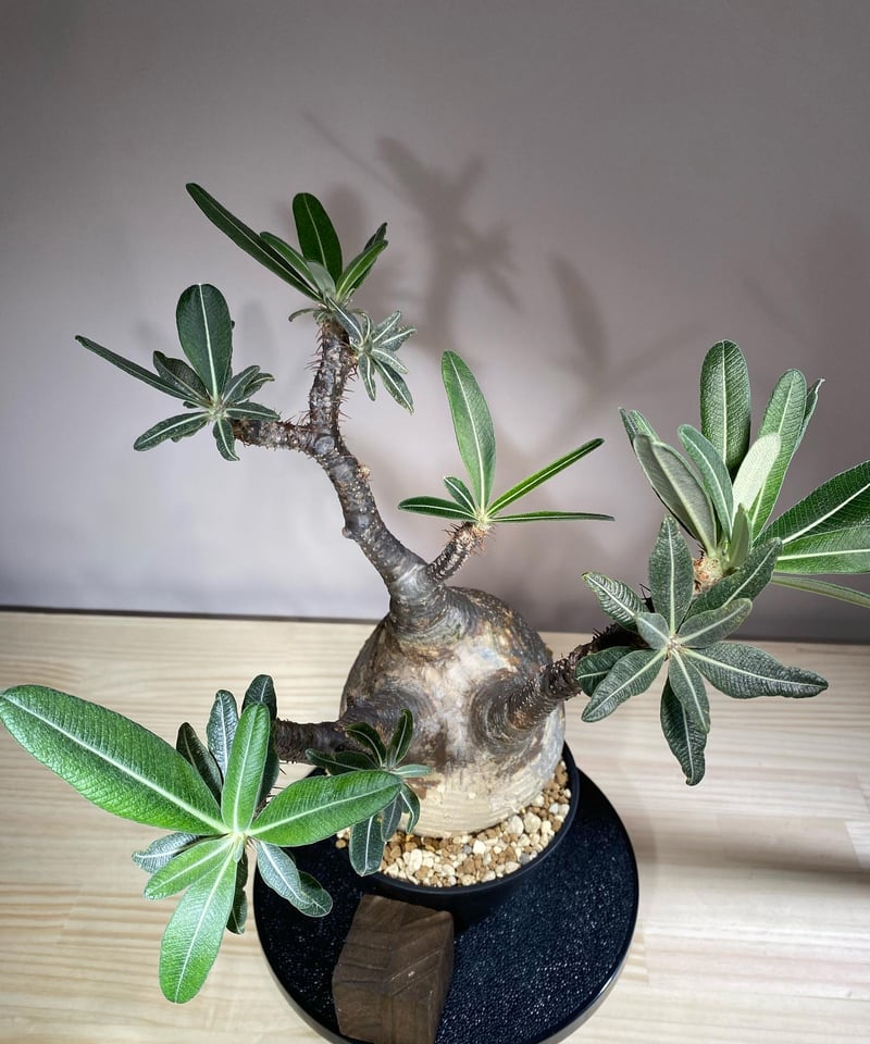 全商品オープニング価格！ Pachypodiuｍ パキポディウム グラキリス