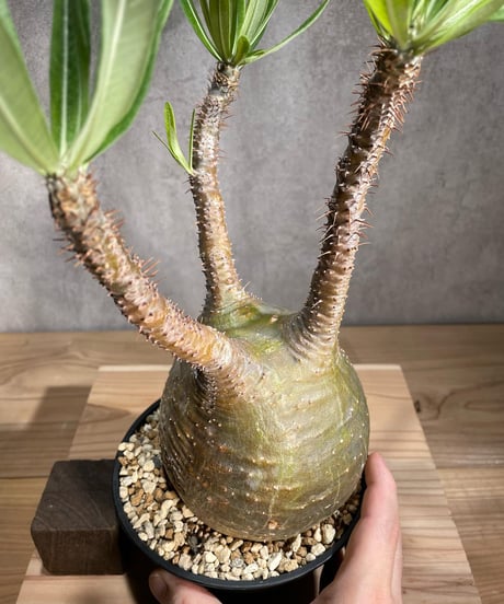 パキポディウム グラキリス　Pachypodium gracilius 　発根済　(商品番号gk-85)