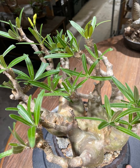 パキポディウム グラキリス　多頭　Pachypodium gracilius 　発根済　(gk-458）鉢 Kuniaki Matsui
