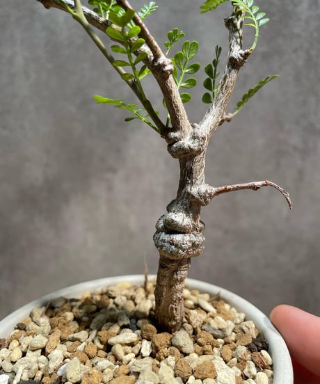 オペルクリカリア パキプス　実生５年株　発根済　(商品番号PP-54valiem) VALIEM  BLOCK SKULL sizeM　(VALIEMタグ付き)