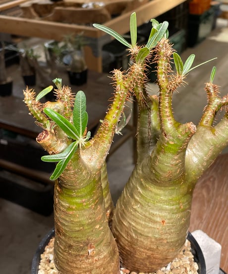 パキポディウム グラキリス　多頭　Pachypodium gracilius 　発根済　(gk-544)