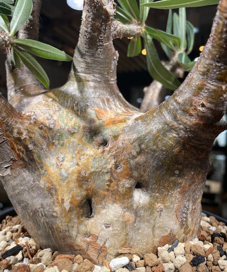 パキポディウム グラキリス　Pachypodium gracilius 　発根済　(gk-307)