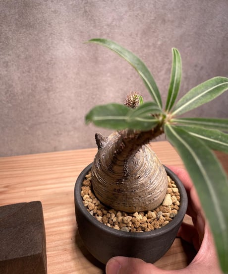 パキポディウム グラキリス　Pachypodium gracilius 　発根済　(商品番号gk-45valiem)  VALIEM 　BOWL　sizeS　(VALIEM巾着、タグ付き)