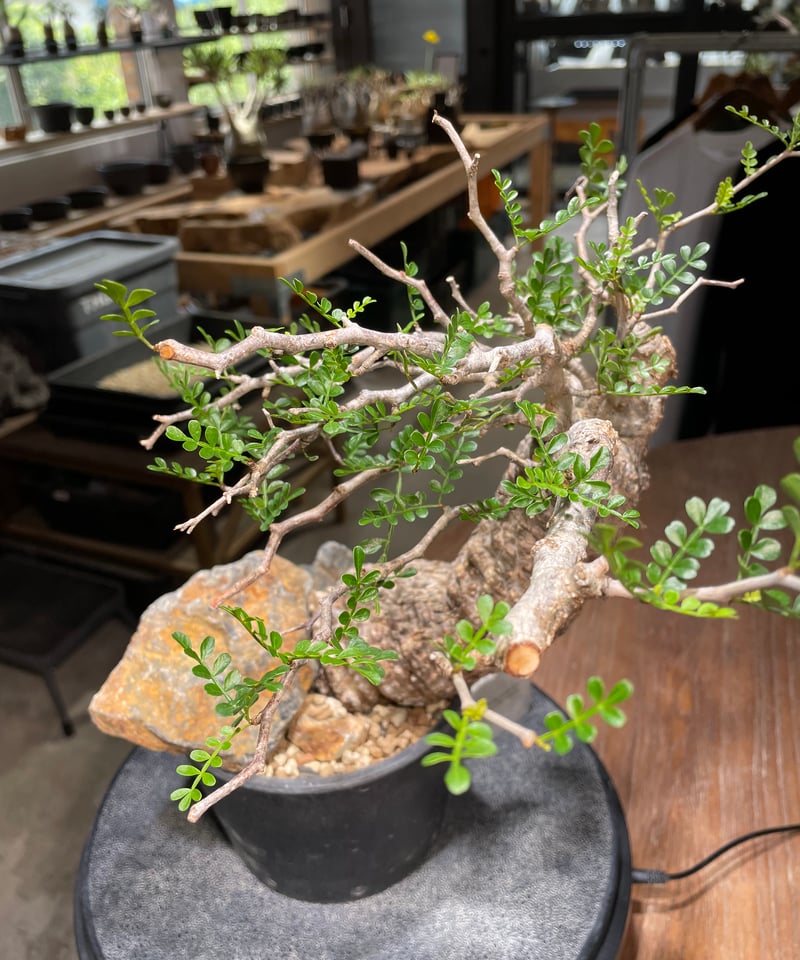 オペルクリカリア パキプス／Operculicarya pachypus 発根済 (商品番号P