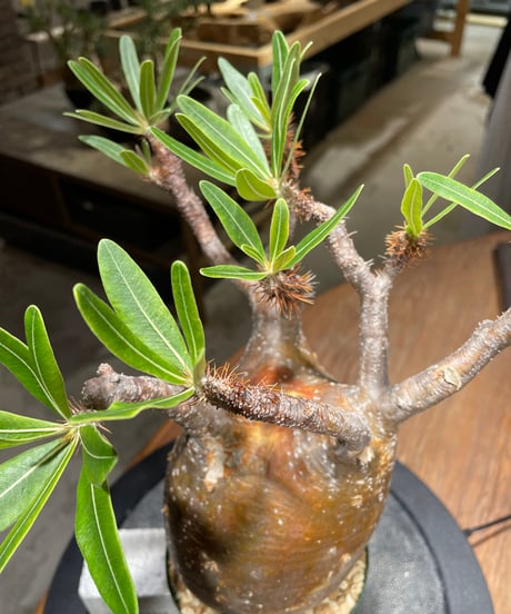 パキポディウム グラキリス　Pachypodium gracilius 　発根済　(gk-465)