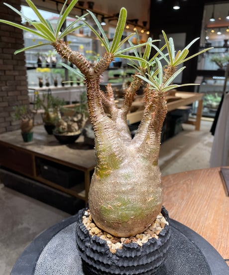 パキポディウム グラキリス　Pachypodium gracilius 　発根済　(gk-469) 鉢：dip