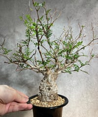 オペルクリカリア パキプス／Operculicarya pachypus　発根済　(塊根幅6cm)　(商品番号PP-28)