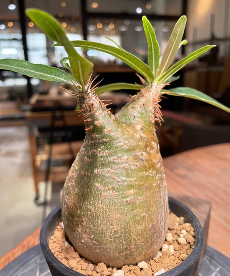 パキポディウム グラキリス　Pachypodium gracilius 　発根済　(gk-379)