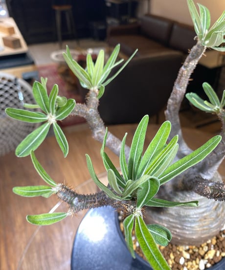 パキポディウム グラキリス　Pachypodium gracilius 　発根済　(塊根幅約12ｃｍ)　(商品番号gk-195)