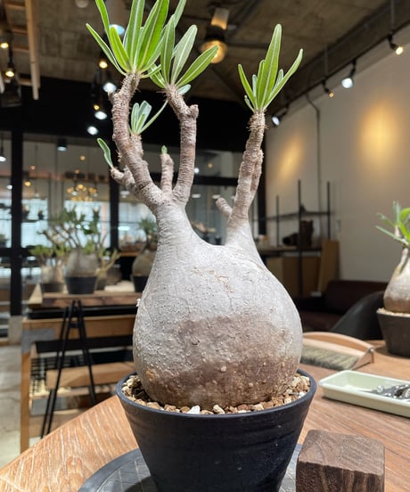 パキポディウム グラキリス　Pachypodium gracilius 　発根済　(gk-374)