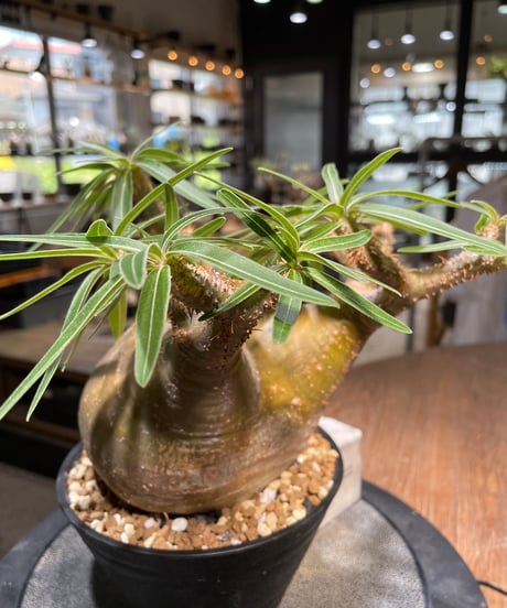 パキポディウム グラキリス　Pachypodium gracilius 　発根済　(gk-492）