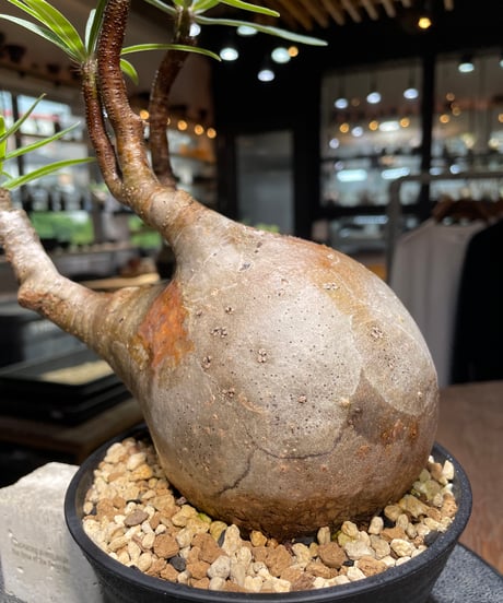 パキポディウム グラキリス　Pachypodium gracilius 　発根済　(gk-523）