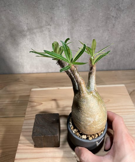パキポディウム グラキリス　Pachypodium gracilius 　発根済　(商品番号gk-83valiem)  VALIEM 　(VALIEMタグ付き)