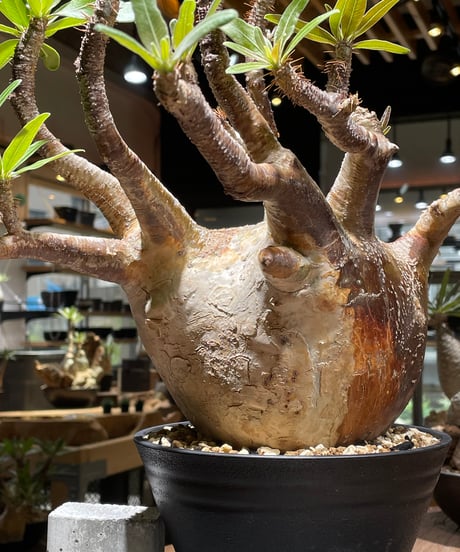 パキポディウム グラキリス　Pachypodium gracilius 　発根済　(gk-464)