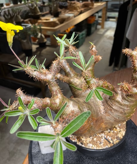 パキポディウム グラキリス　Pachypodium gracilius 　発根済　(gk-533)