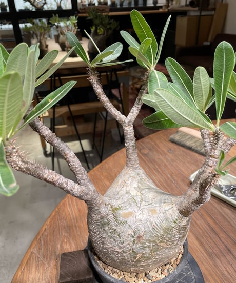 パキポディウム グラキリス　Pachypodium gracilius 　発根済　(gk-369)