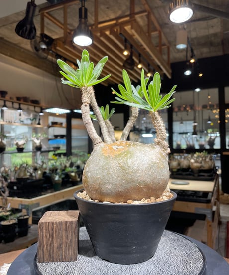 パキポディウム グラキリス　Pachypodium gracilius 　発根済　(gk-252)