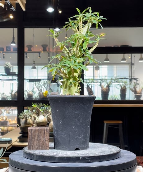 CATEGORY ドルステニア | RISE-CAUDEX ONLINE STORE