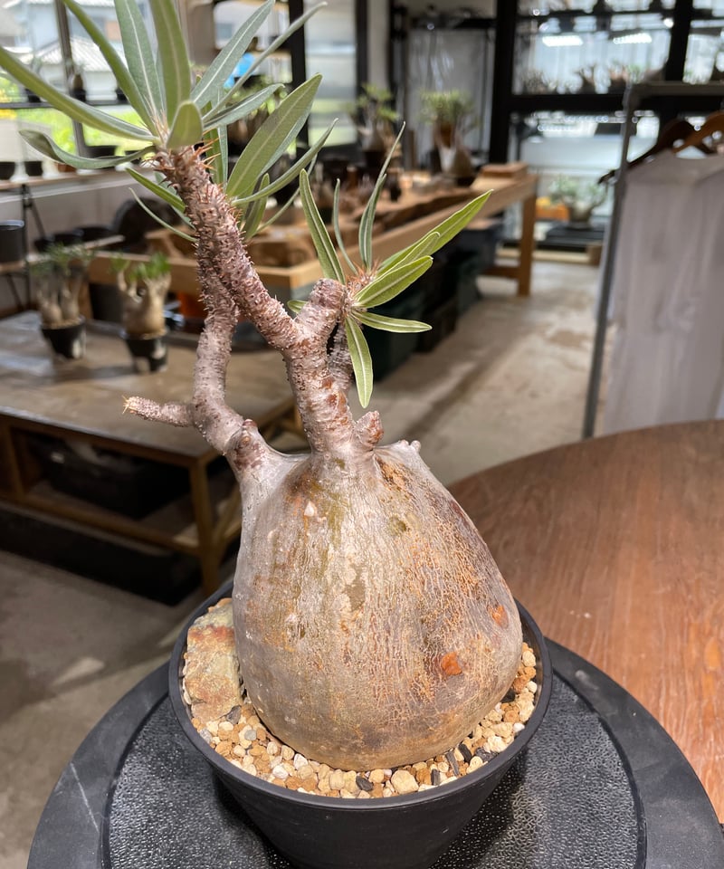 パキポディウム グラキリス Pachypodium gracilius 発根済 (gk-48