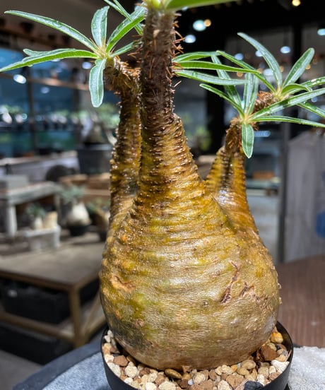 パキポディウム グラキリス　Pachypodium gracilius 　発根済　(gk-513）