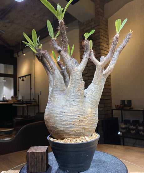 パキポディウム グラキリス　Pachypodium gracilius 　発根済　(商品番号gk-183)