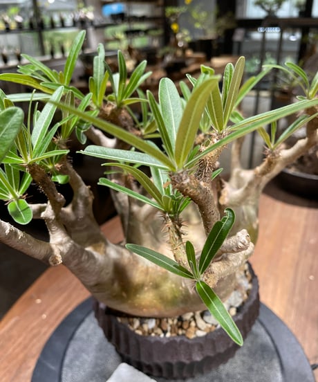 パキポディウム グラキリス　多頭　Pachypodium gracilius 　発根済　(gk-458）鉢 Kuniaki Matsui