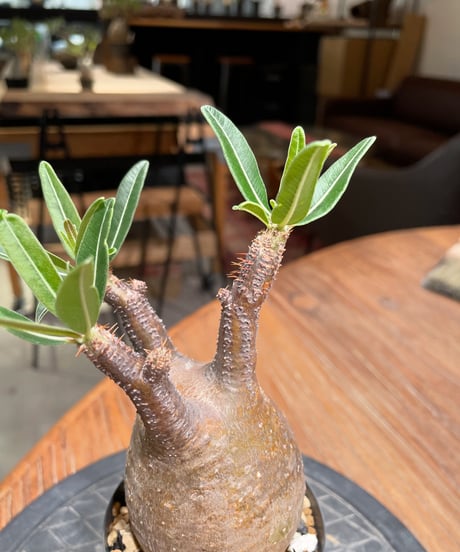 パキポディウム グラキリス　Pachypodium gracilius 　発根済　(gk-377)