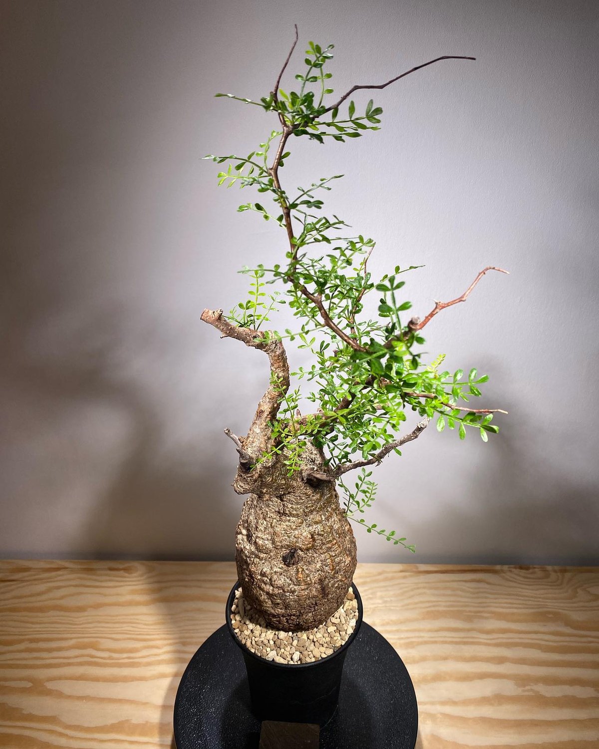 オペルクリカリア パキプス Operculicarya pachypus Operculicarya pachypus オペルクリカリア パキプス | Cactus Green