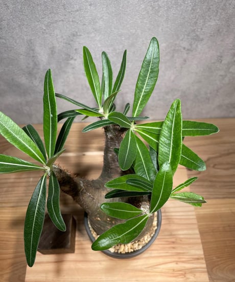パキポディウム グラキリス　Pachypodium gracilius 　発根済　(商品番号gk-71valiem)  VALIEM 　(VALIEMタグ付き)