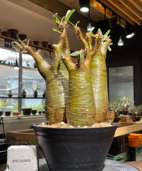 パキポディウム グラキリス　多頭　Pachypodium gracilius 　発根済　(gk-544)