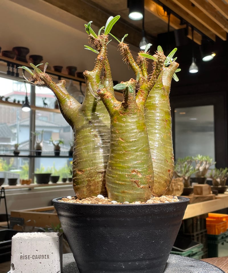 パキポディウム グラキリス 多頭 Pachypodium gracilius 発根済