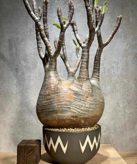 パキポディウム グラキリス　Pachypodium gracilius 　発根済　(商品番号gk-70valiem)  VALIEM 　(VALIEMタグ付き)
