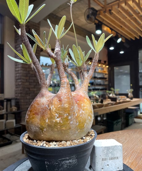 パキポディウム グラキリス　Pachypodium gracilius 　発根済　(gk-456）
