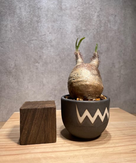 パキポディウム グラキリス　Pachypodium gracilius 　発根済　(商品番号gk-62valiem)  VALIEM 　BOWL　sizeXS　(VALIEMタグ付き)