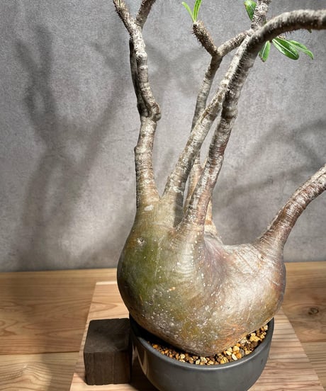 パキポディウム グラキリス　Pachypodium gracilius 　発根済　(商品番号gk-56valiem)  VALIEM 　BOWL　sizeL　(VALIEMタグ付き)