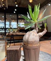 パキポディウム グラキリス 2頭 Pachypodium gracilius 発根済 (商品