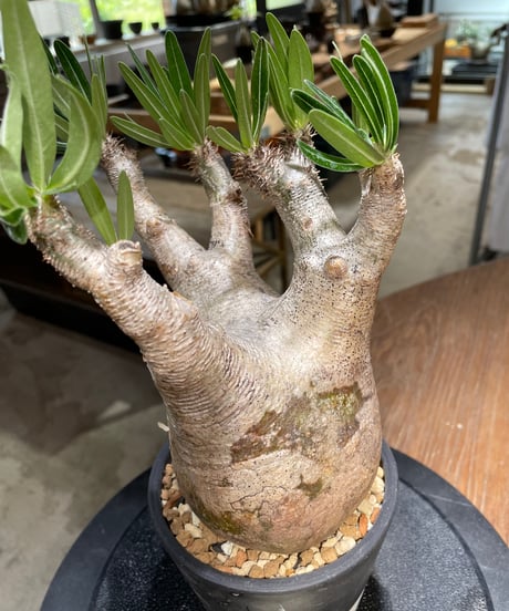 パキポディウム イノピナツム　Pachypodium inopinatum 　発根済　(pi-101)