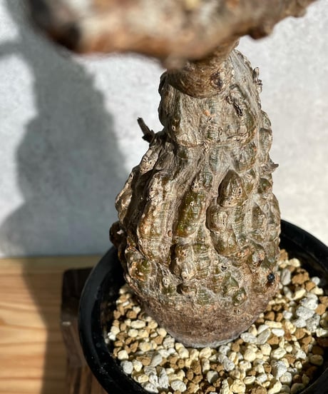 オペルクリカリア パキプス／Operculicarya pachypus　発根済   (塊根幅6.5cm)　(商品番号PP-20)