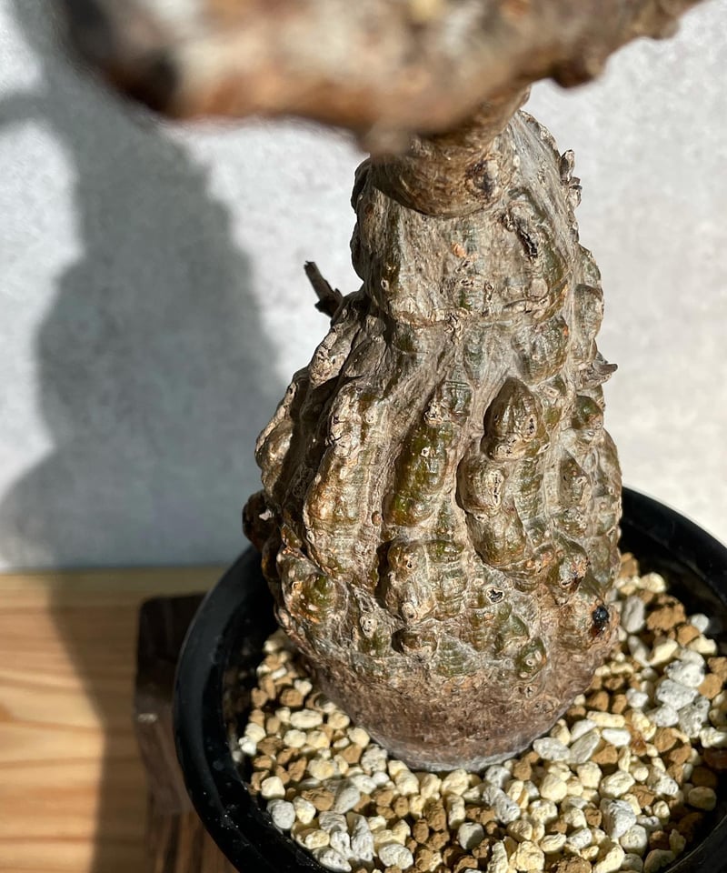 オペルクリカリア パキプス/Operculicarya pachypus 発根済 オペルクリカリア パキプス/Operculicarya pachypus 発根済