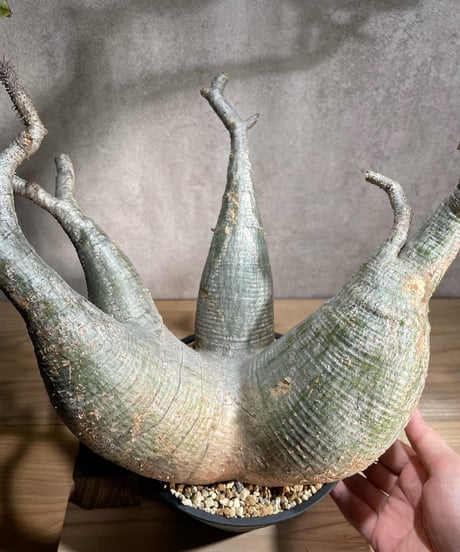 パキポディウム グラキリス　Pachypodium gracilius 　発根済　(商品番号gk-94)