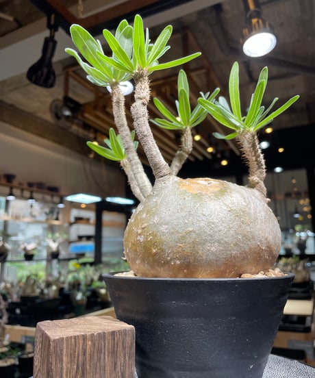 パキポディウム グラキリス　Pachypodium gracilius 　発根済　(gk-252)