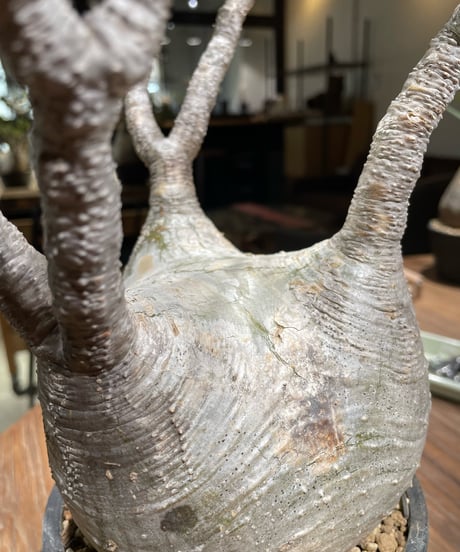 パキポディウム グラキリス　Pachypodium gracilius 　発根済　(gk-369)