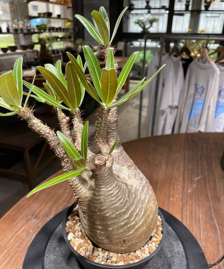 パキポディウム グラキリス　Pachypodium gracilius 　発根済　(gk-441）