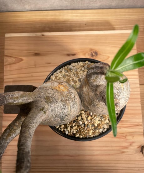 パキポディウム グラキリス　Pachypodium gracilius 　２頭　発根済　(商品番号gk-58)