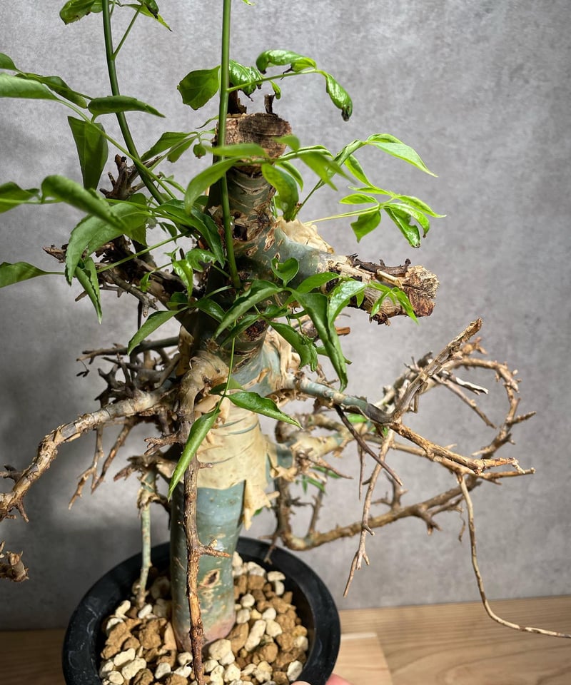 コミフォラエミニー 発根済 (商品番号en-1) | RISE-CAUDEX ONLINE